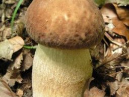 Waldpilze essbar &raquo; Waldpilze Essbar &raquo; sommersteinpilz